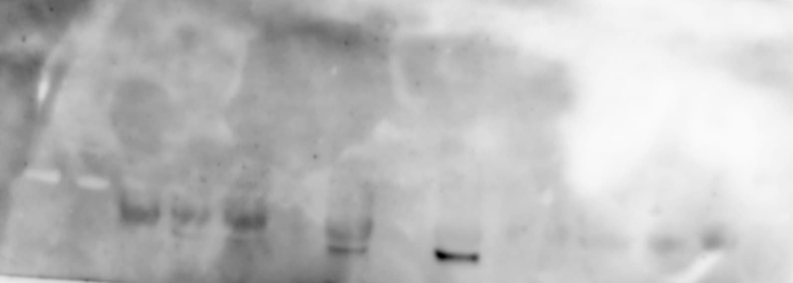 Human/Mouse COX‑2 Antibody AF4198