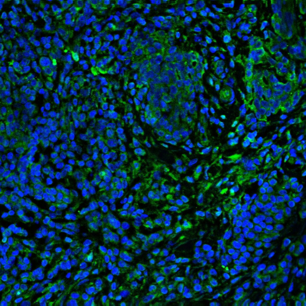 Human/Mouse COX‑2 Antibody AF4198