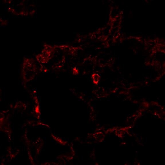 Human/Mouse COX‑2 Antibody AF4198