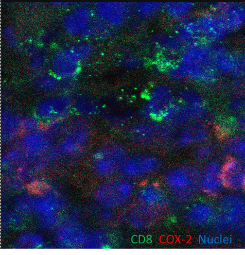 Human/Mouse COX‑2 Antibody AF4198