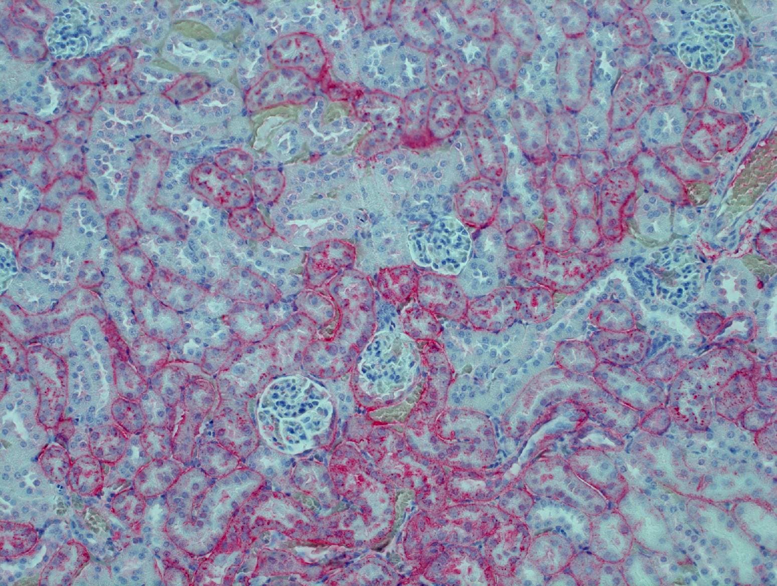 Human/Mouse/RatGlutathione Peroxidase 3/GPX3 Antibody AF4199