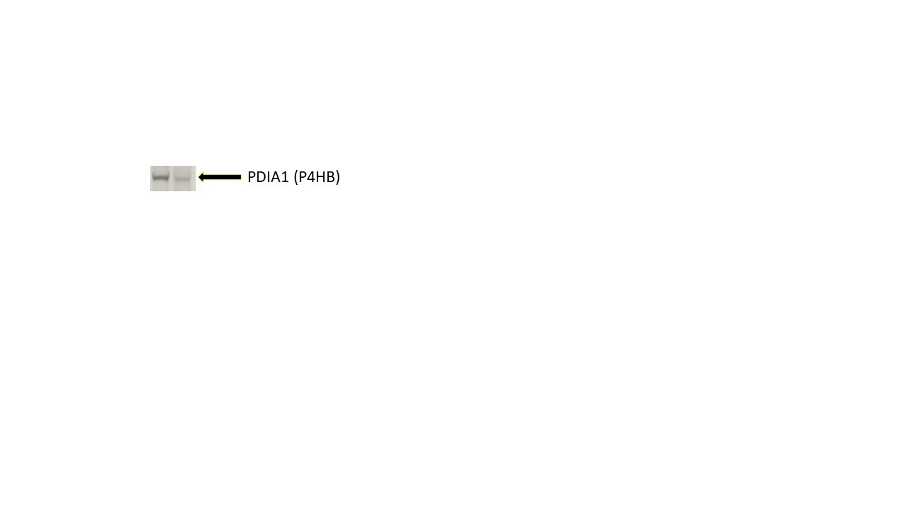 Human Protein Disulfide Isomerase/P4HB Antibody AF4236