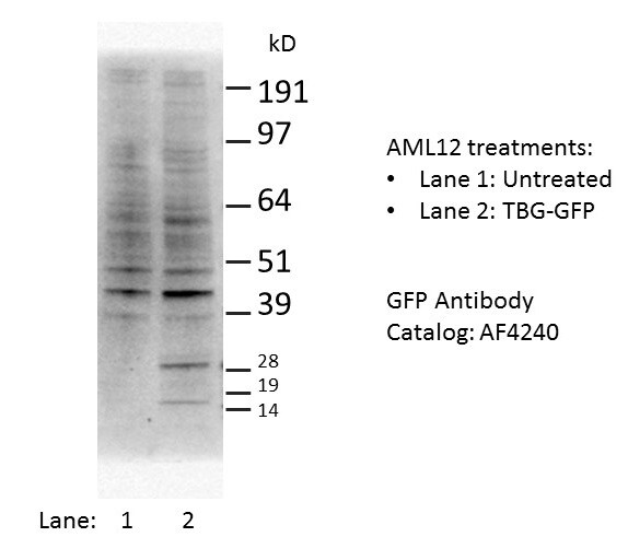 GFP Antibody AF4240