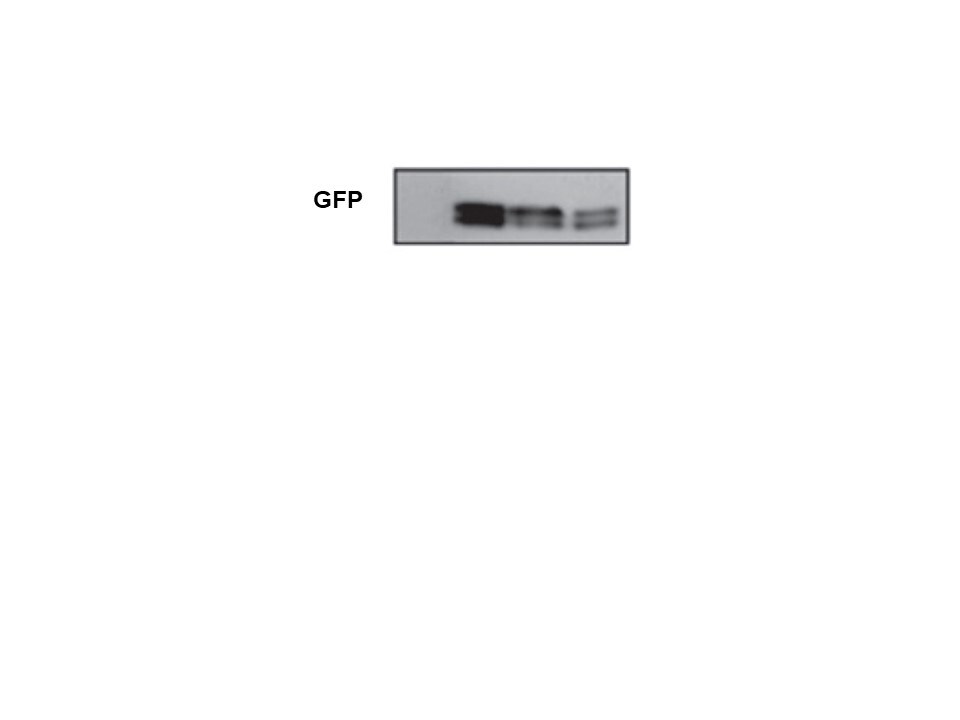 GFP Antibody AF4240