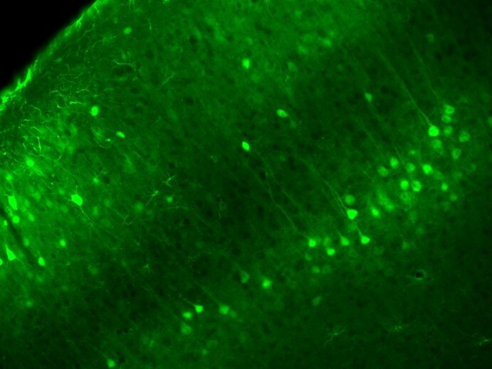 GFP Antibody AF4240