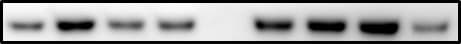 Human/Mouse/Rat PKA C alpha  Antibody AF4268