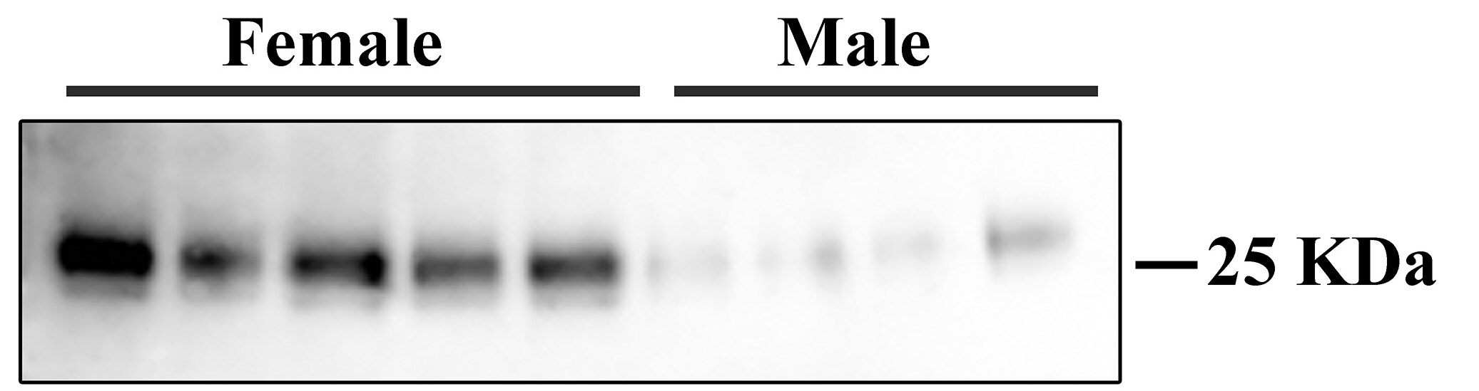 Mouse PLUNC Antibody AF4274