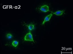 Human/Mouse GFR alpha-2/GDNF R alpha-2 Antibody AF429