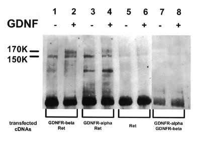 Human/Mouse GFR alpha-2/GDNF R alpha-2 Antibody AF429