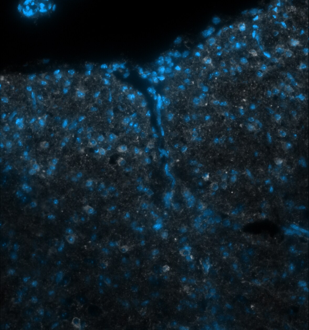 Mouse LAMP‑1/CD107a Lumenal Domain Antibody AF4320