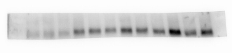 Mouse LAMP‑1/CD107a Lumenal Domain Antibody AF4320