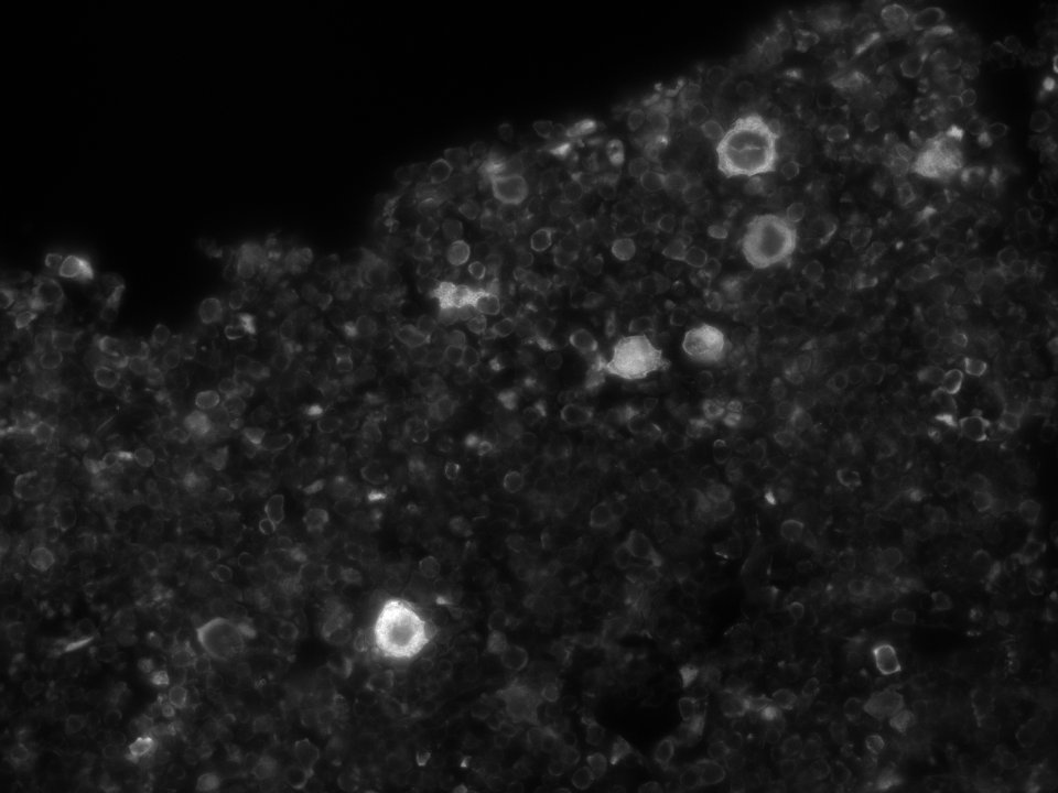 Mouse SLAM/CD150 Antibody AF4330