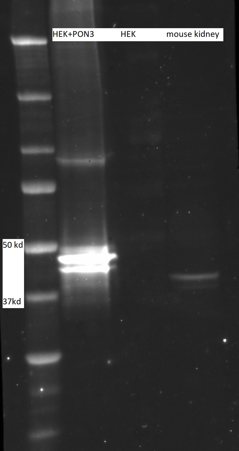 Human/Mouse/Rat PON3 Antibody AF4345