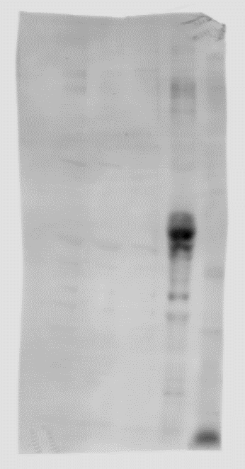 Human OSMR beta  Antibody AF4389