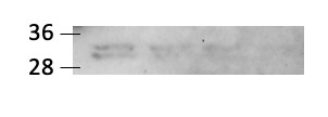 Human/Mouse/Rat 14‑3‑3 epsilon  Antibody AF4419