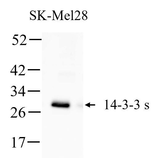 Human/Mouse/Rat 14‑3‑3 sigma  Antibody AF4424