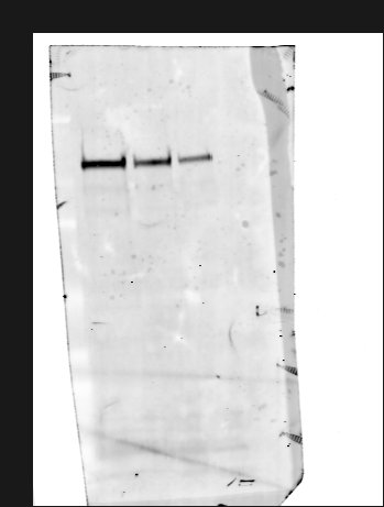Human/Mouse/Rat Contactin‑2/TAG1 Antibody AF4439