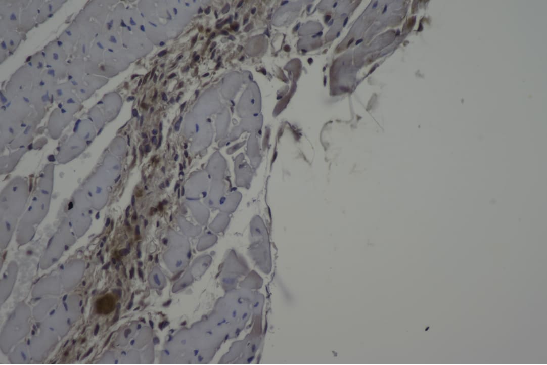 Human/Mouse/Rat Contactin‑2/TAG1 Antibody AF4439