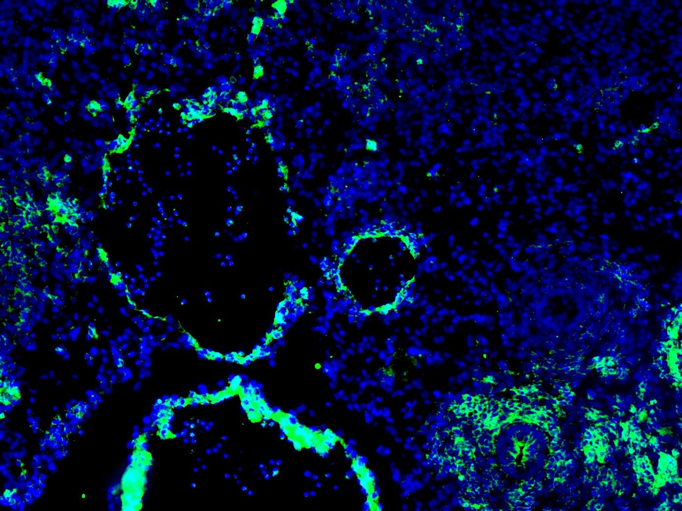 Mouse EphB4 Antibody AF446