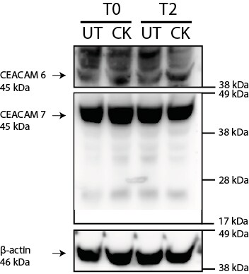 Human CEACAM‑7 Antibody AF4478