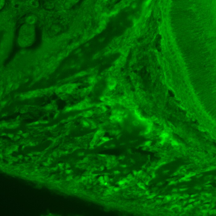 Mouse IL-17RA/IL-17R Antibody AF448
