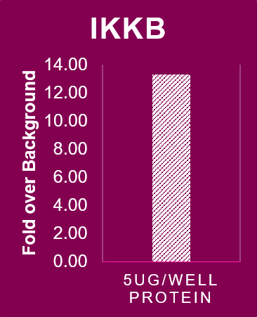 Human IKK beta  Antibody AF4535