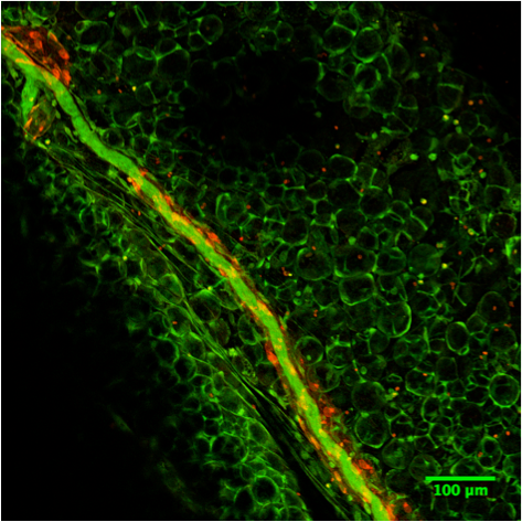 Mouse CCL21/6Ckine Antibody AF457