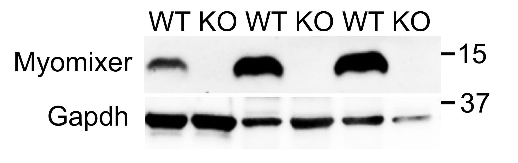Mouse ESGP Antibody AF4580