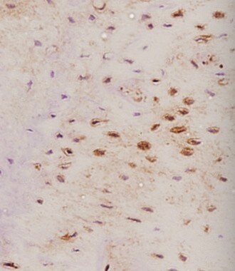 Mouse Osteoprotegerin/TNFRSF11B Antibody AF459