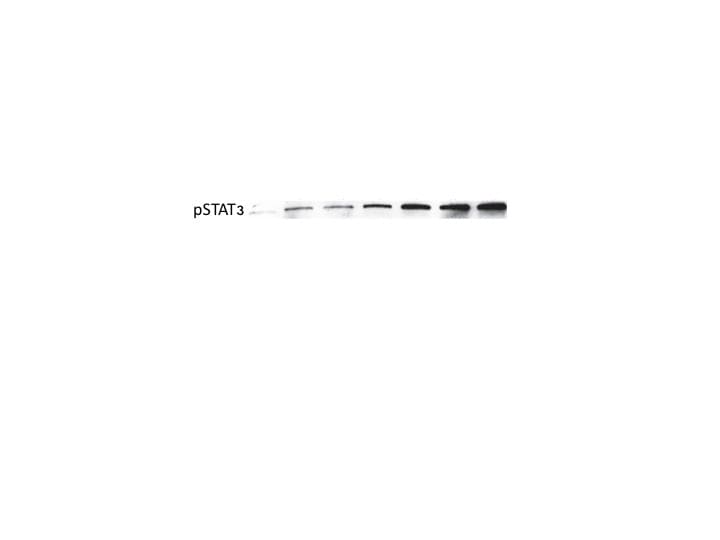 Human Phospho-STAT3 (Y705) Antibody AF4607