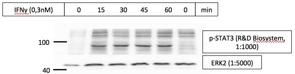 Human Phospho-STAT3 (Y705) Antibody AF4607