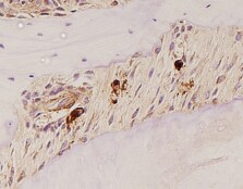 Mouse TRANCE/TNFSF11/RANK L Antibody AF462