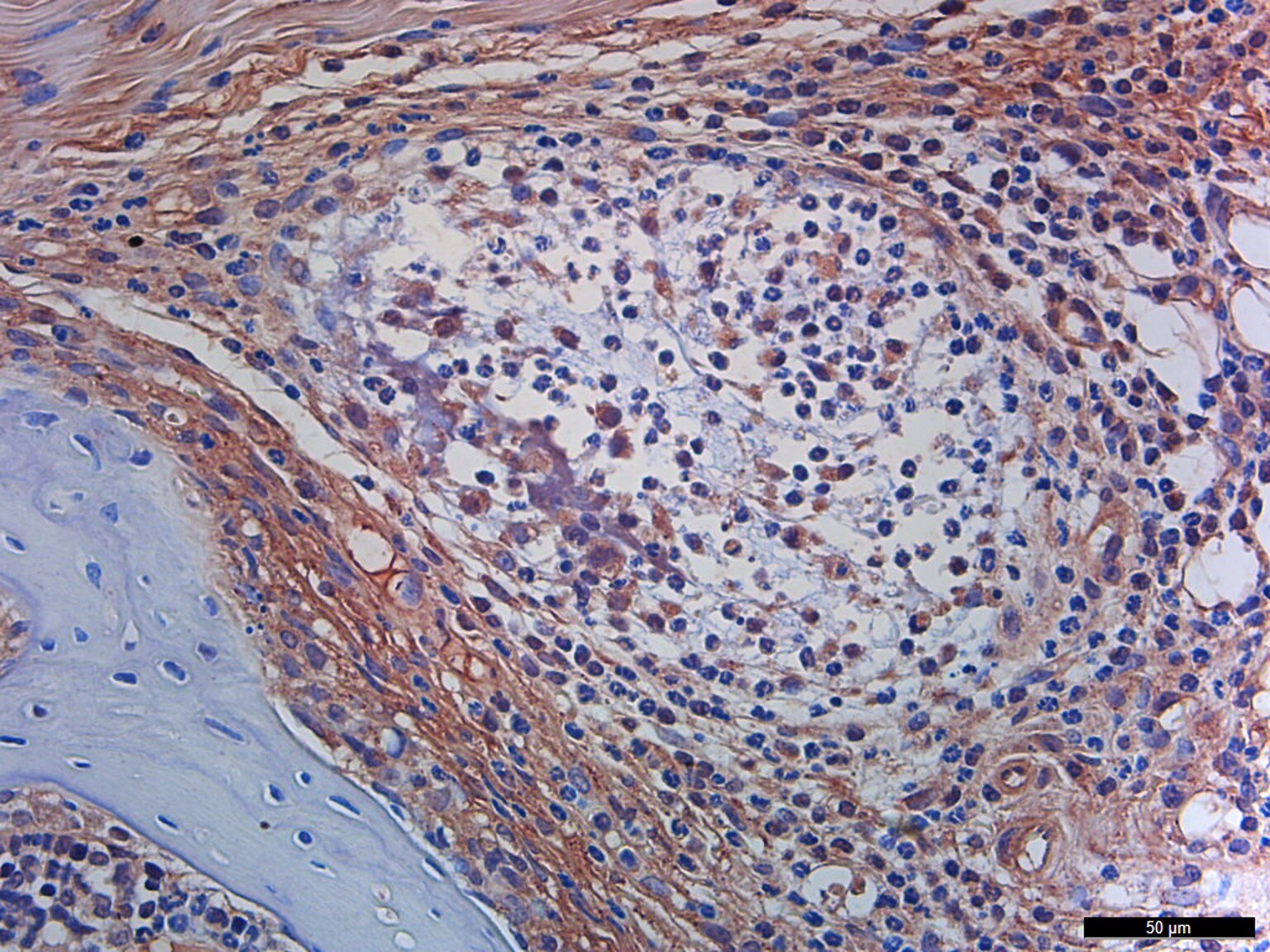 Mouse TRANCE/TNFSF11/RANK L Antibody AF462