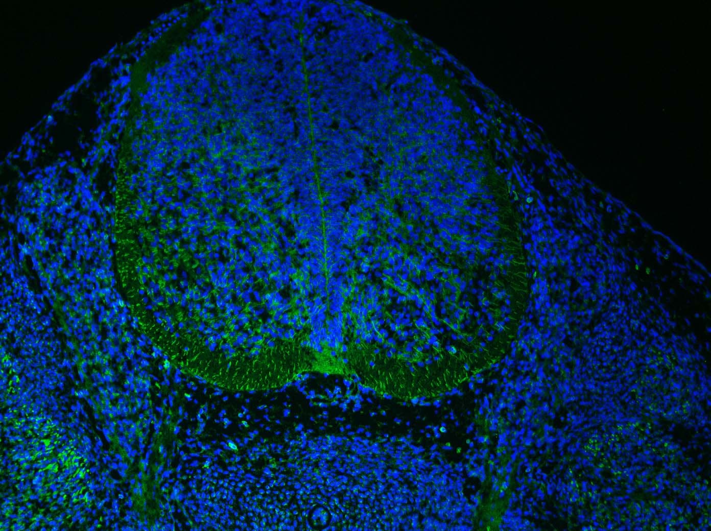 Human/Mouse Sonic Hedgehog/Shh N‑Terminus Antibody AF464