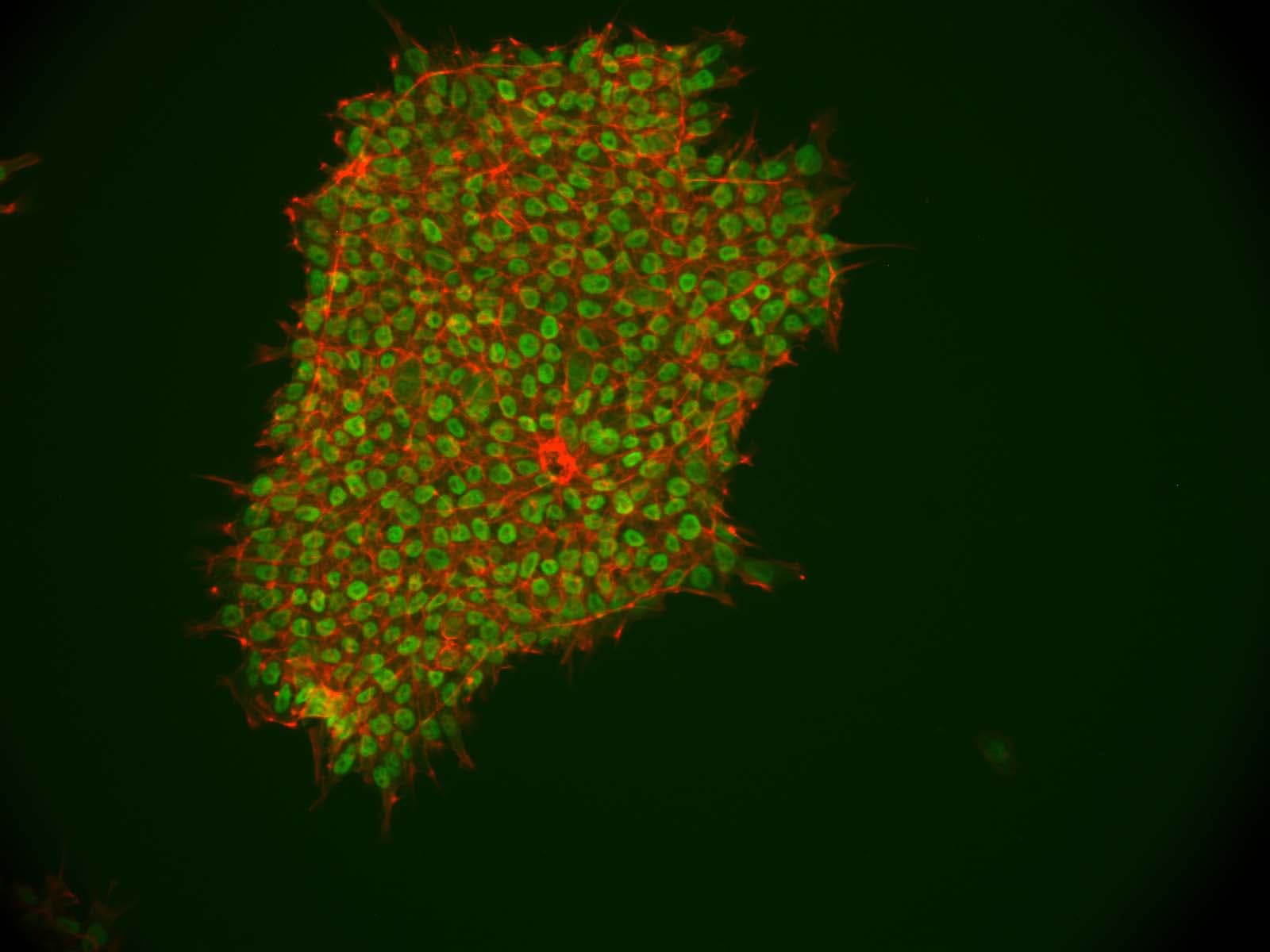 Human/Mouse Sonic Hedgehog/Shh N‑Terminus Antibody AF464