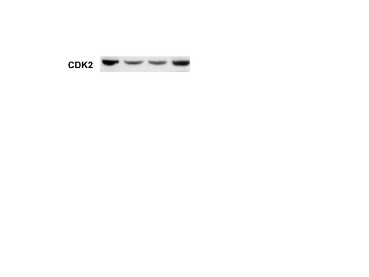 Human/Mouse/Rat CDK2 Antibody AF4654