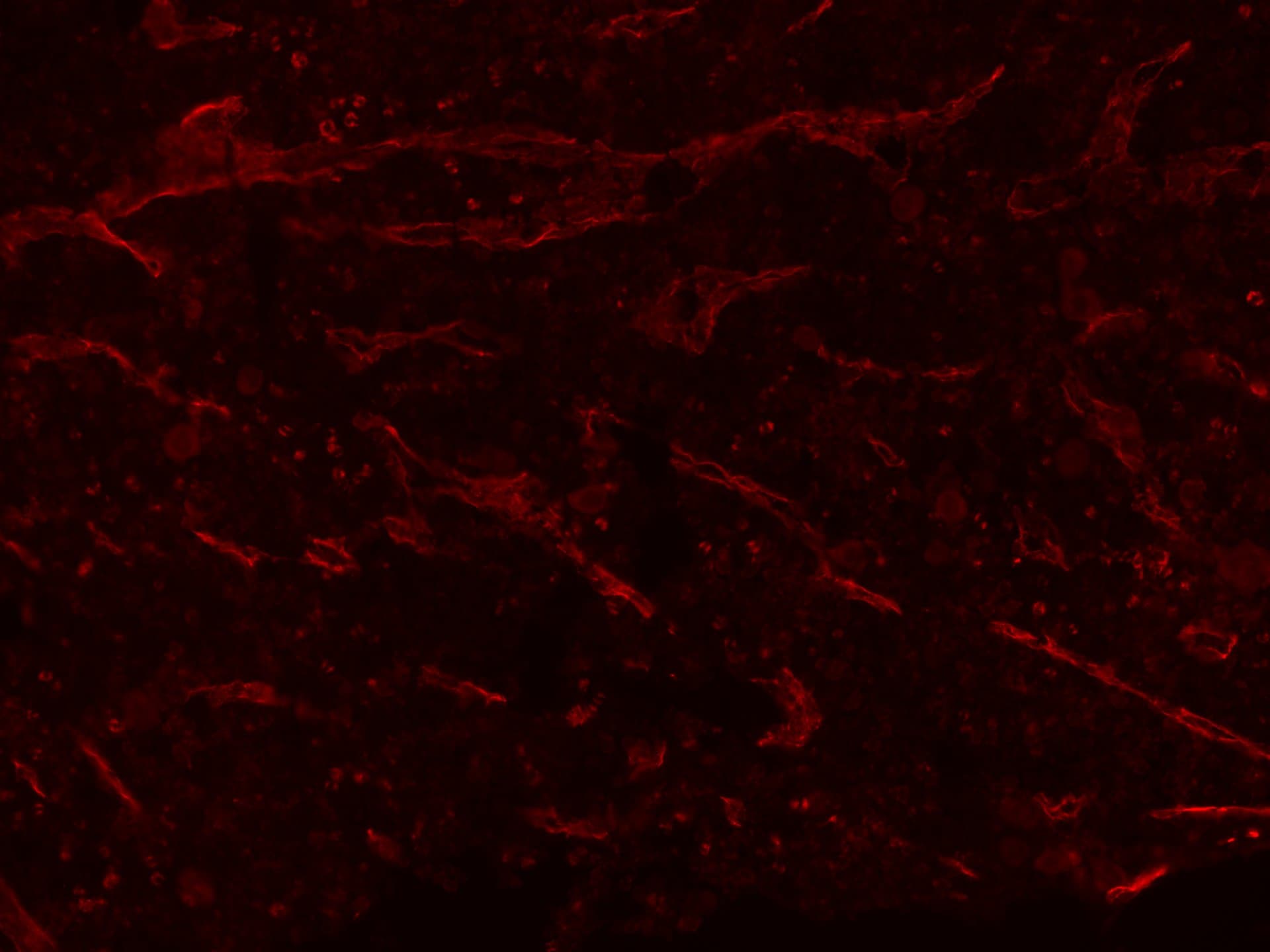 Mouse Endomucin Antibody AF4666