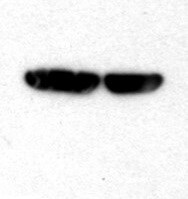 Human CD47 Antibody AF4670