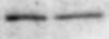 Human CD47 Antibody AF4670
