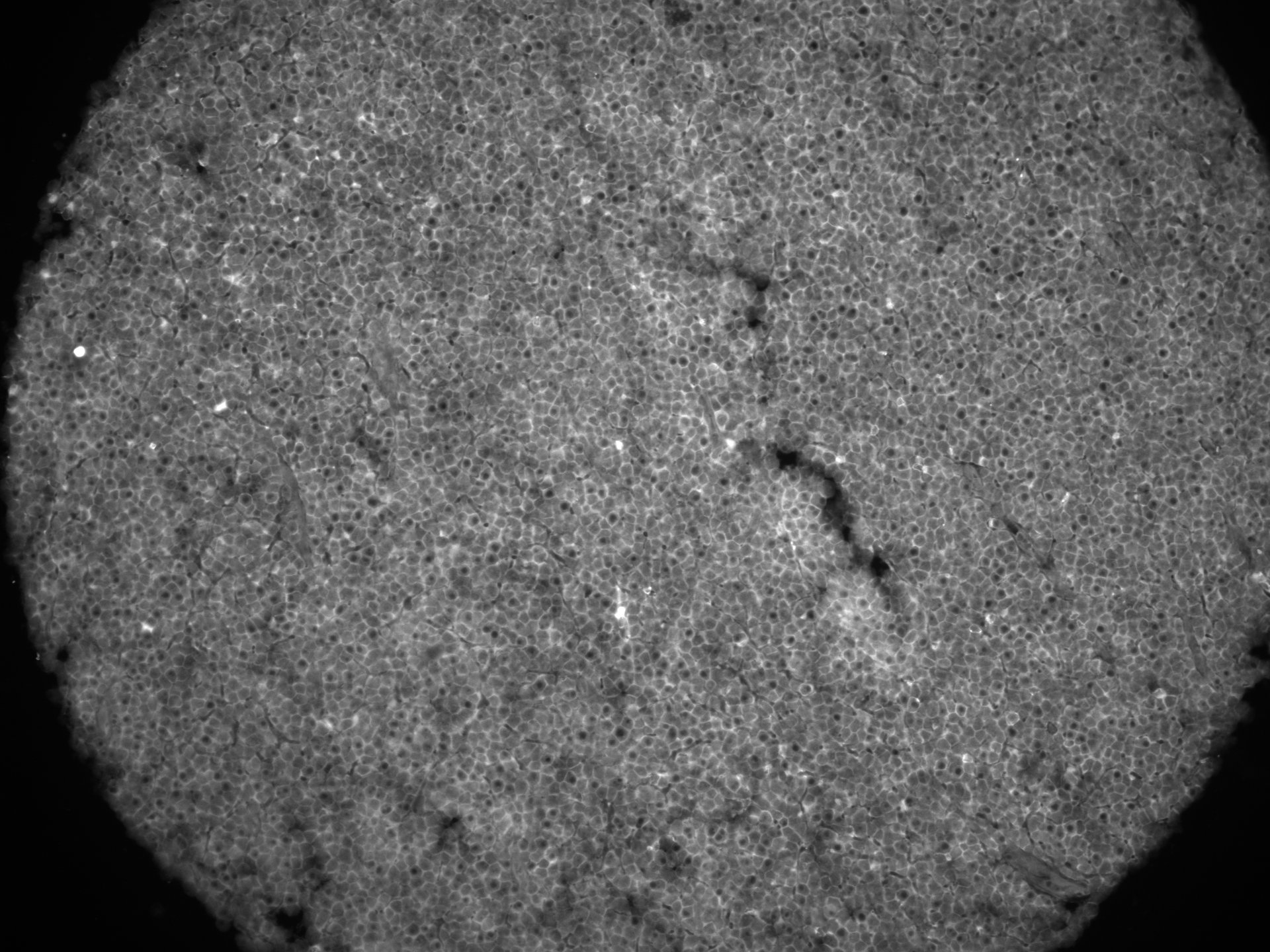 Human CD47 Antibody AF4670