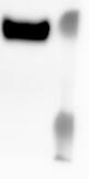 Human CD47 Antibody AF4670