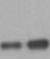 Human CD47 Antibody AF4670