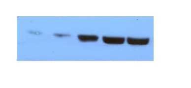 Human/Mouse EphB2 Antibody AF467
