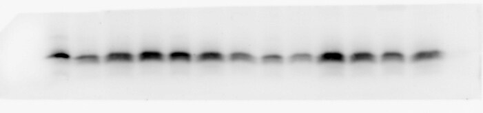Mouse FGF acidic/FGF1 Antibody AF4686
