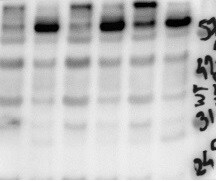 Mouse VEGF‑D Antibody AF469