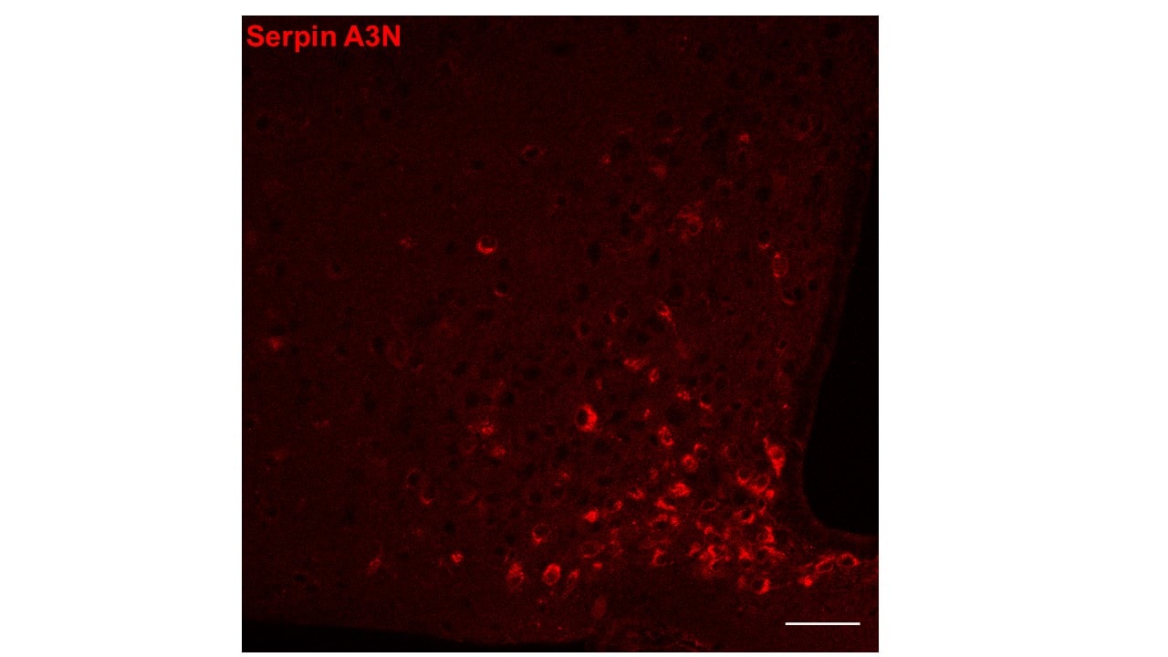 Mouse Serpin A3N Antibody AF4709