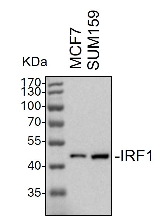 Mouse IRF1 Antibody AF4715