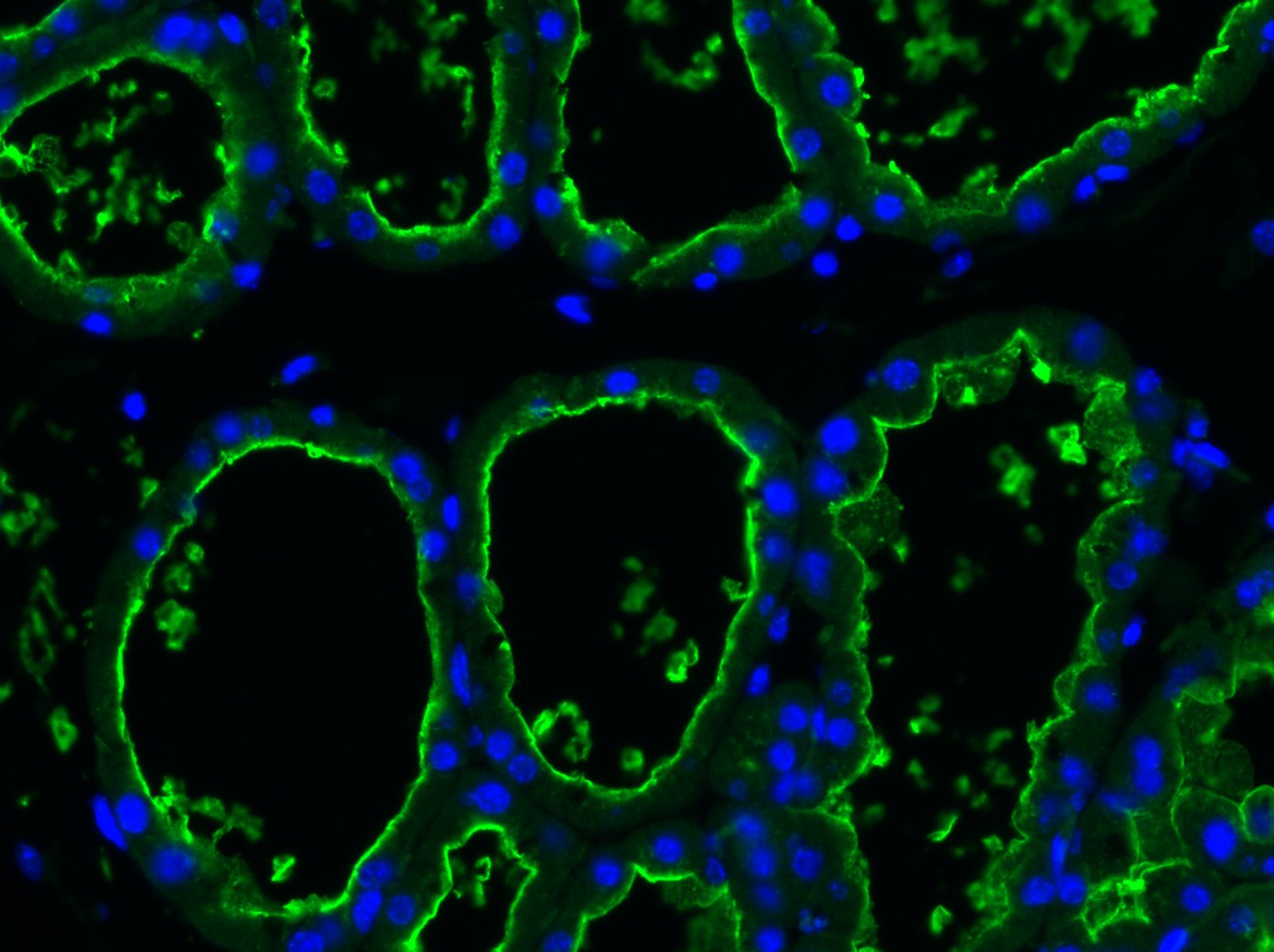 Mouse BTN1A1/Butyrophilin Antibody AF4765