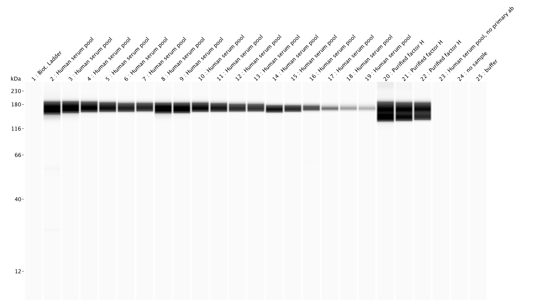 Human Complement Factor H Antibody AF4779