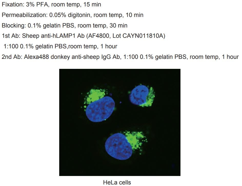 Human LAMP‑1/CD107a Lumenal Domain Antibody AF4800
